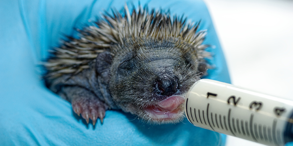 Scottish SPCA appeals for help with 'hungry hoglets'